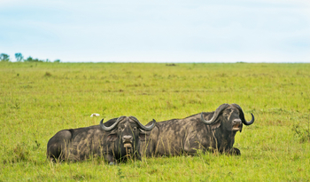 Saruni Eagle View Saruni Eagle View: Büffel