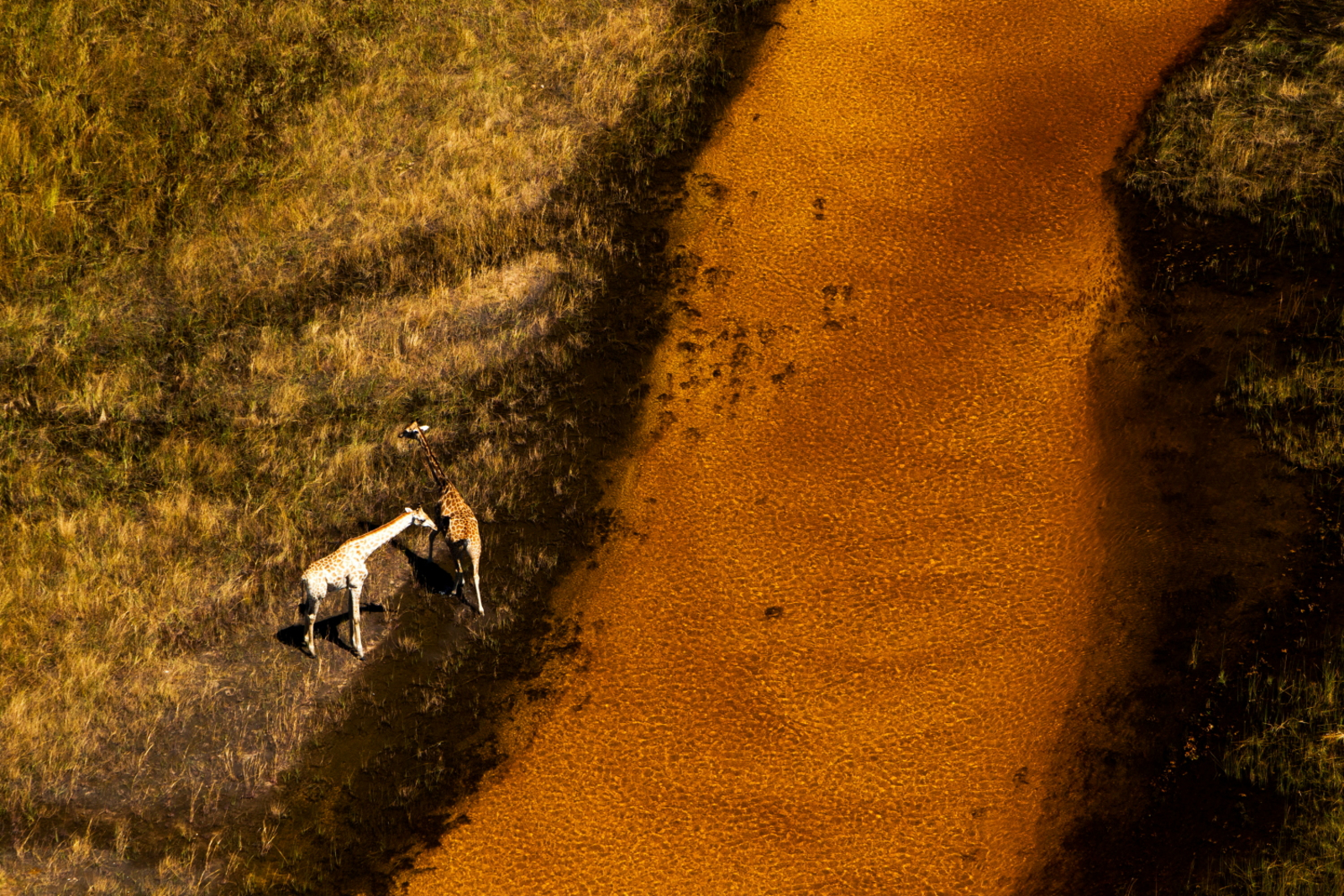 Selinda Explorers Camp Selinda Explorers Camp: Giraffen am Spillway
