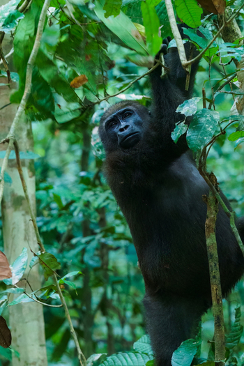 Sette Cama Eco Camp: Flachlandgorilla