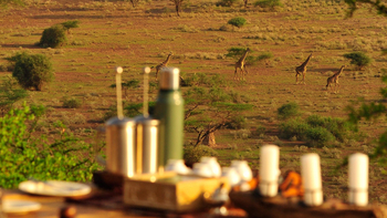 Shu'mata Camp: Giraffen in der Ebene