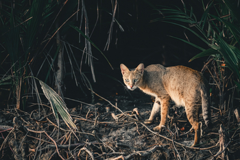 Sunderban Tiger Camp: Jungle Cat