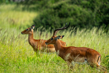 Tarangire Safari Lodge: Impalas