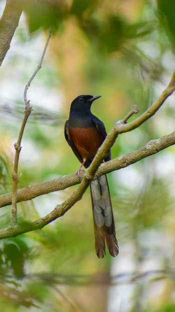 Tathastu Resort Kanha: White-rumped Shama