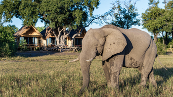 Tawana Camp: Elefant vor dem Camp