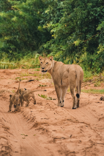 UOBS Chobe National Park: Löwin mit Babies