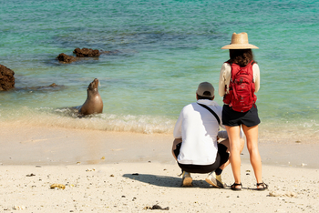 andBeyond Galapagos Explorer: Gäste beobachten Seelöwe am hellen Küstenstrand