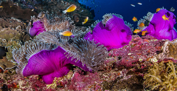 Astove Coral House: Seeanemonen