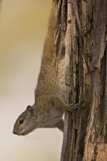 Bushcamp Company: Baumhörnchen
