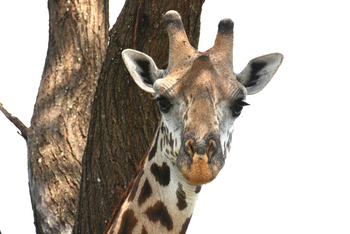 Chem Chem Lodge: Giraffenkopf