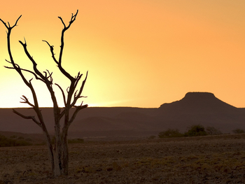 Desert Rhino Camp Desert Rhino Camp: Strauchsilhouette