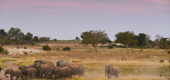 Deteema Springs Camp: Elefantenherde