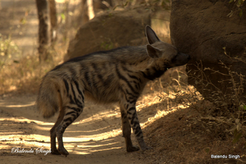 Dev Vilas: Streifenhyäne