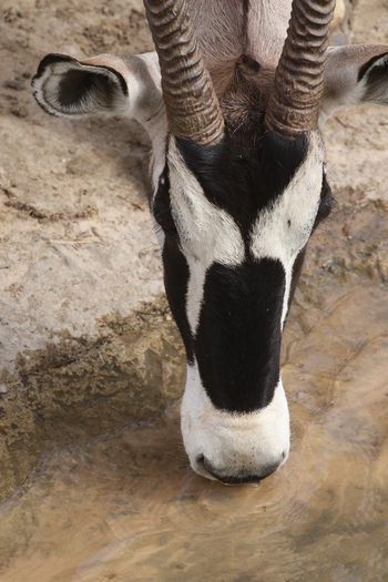 Dolomite Camp: Oryxkopf