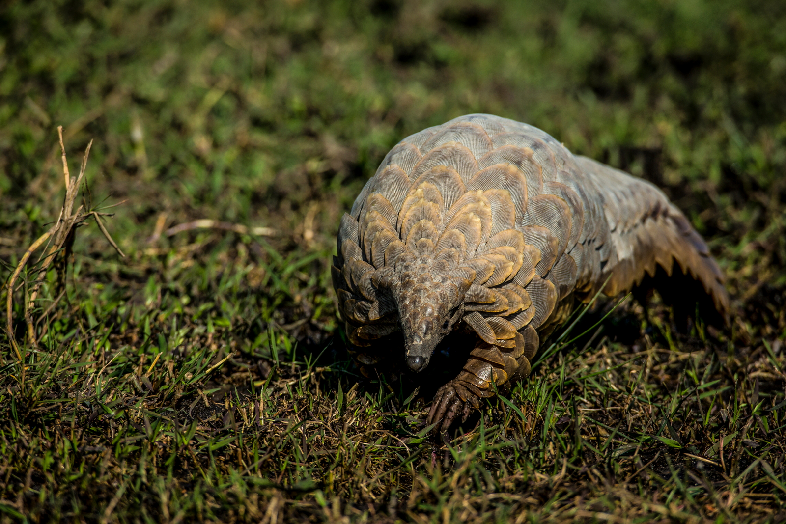 Duba Plains Camp Duba Plains Camp: Schuppeltier - Pangolin