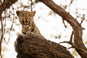 Finch Hatton's Lodge Finch Hatton's Lodge: Leopard