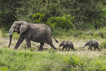 Forest Chem Chem: Seltene Elefantenzwillinge