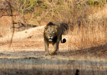 Gir Lion Safari Camp: Löwe in Sasan Gir National Park