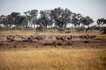 Gomoti Plains Camp: Tiere und Landschaft