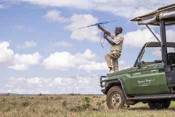 Governors' Mugie: Lion Tracking