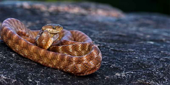 Kanha Earth Lodge: Forsten's Cat Snake