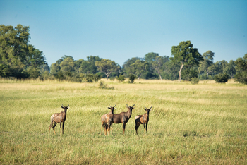 Karangoma Camp: Tsessebes