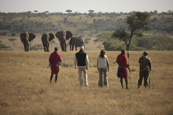 Kicheche Valley Camp Kicheche Valley Camp: Walking Safari mit Elefanten