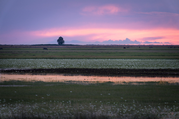 King Lewanika Lodge: Graslandschaft