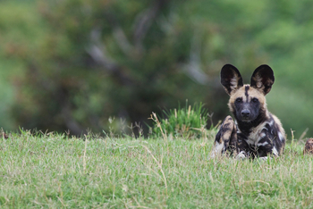 Konkamoya Lodge: Ruhender Wildhund