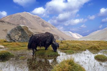 Ladakh: Yak-Hausrind