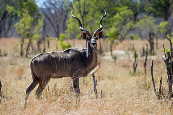 Little Makalolo Camp Little Makalolo Camp: Kudubulle