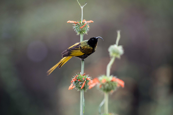Loldia House: Golden Winged Sunbird