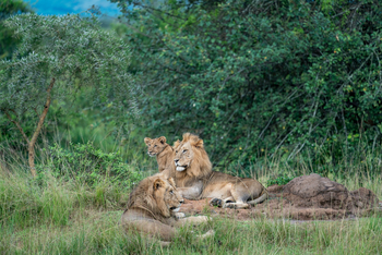 Magashi Camp: Löwen