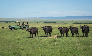 Mara Plains Camp: 5 Büffel