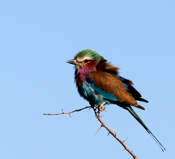Tuli Safari Lodge Mashatu: Gabelracke