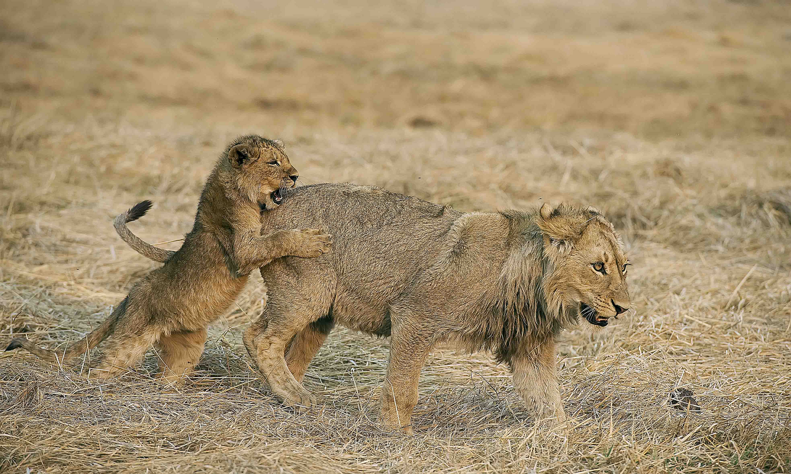 Musekese Camp Musekese Camp: Junge Löwen