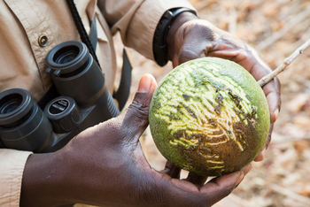 Mwaleshi Camp Mwaleshi Camp: Monkey Orange