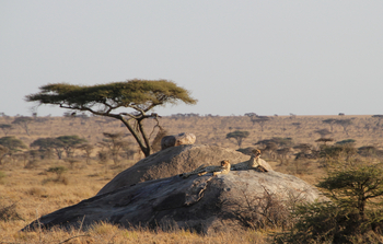 Namiri Plains Camp: Geparden auf Felsen