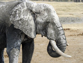 Nehimba Lodge: Verkrusteter Elefant