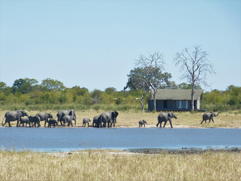 Nogatsaa Pans Chobe Lodge: Elefantenherde