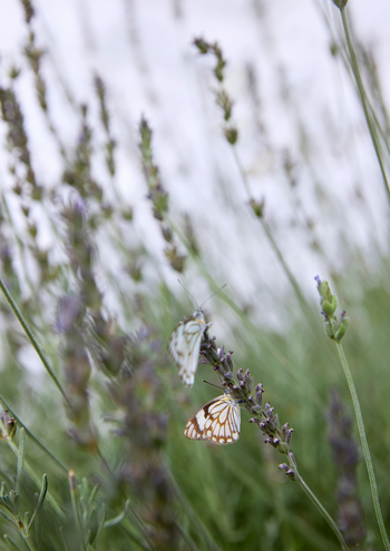 Nooishof: Haus und Hof