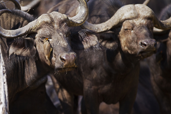 Okuti Camp: Oxpecker an Büffelauge