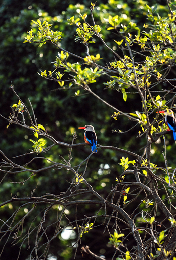 Olare Mara Kempinski: Graukopfliest auf Ast