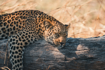 Pom Pom Camp: Müder Leopard