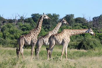 River View Lodge: Giraffen