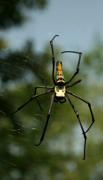 Samode Safari Lodge Samode Safari Lodge: Waldspinne