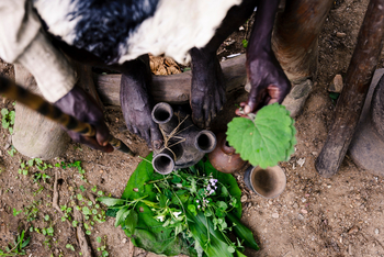 Sanctuary Gorilla Forest Camp: Kräuter des Waldes