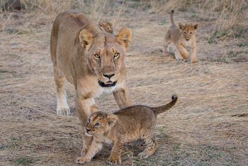 Saruni Mara Camp: 3 Monate alte Löwen