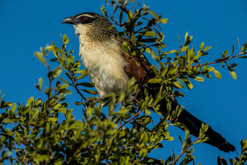Selinda Explorers Camp Selinda Explorers Camp: Weißbrauen-Spornkuckuck
