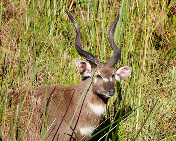 Setari Camp: Sitatungabock