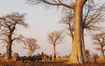 Shenton Safaris: Game Drives
